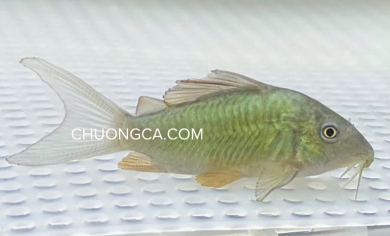 CHUỘT GREEN 