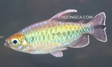 CONGO TETRA
