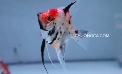 THẦN TIÊN KOI ĐỎ - M