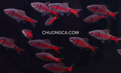DIẾC VẢY RỒNG