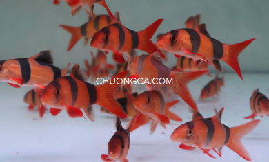 CHUỘT MỸ / CHẠCH HỀ - S