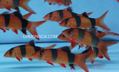 CHUỘT MỸ / CHẠCH HỀ - M