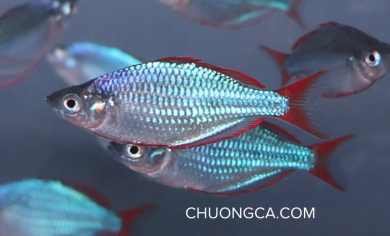 CẦU VỒNG VIỆT - M