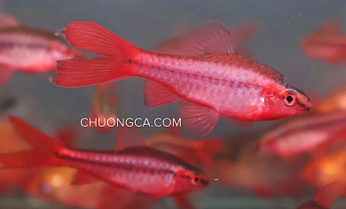 DIẾC ANH ĐÀO SIÊU ĐỎ