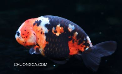 RANCHU CALICO
