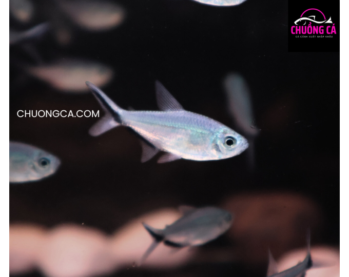 CÁ CẮT KÉO 