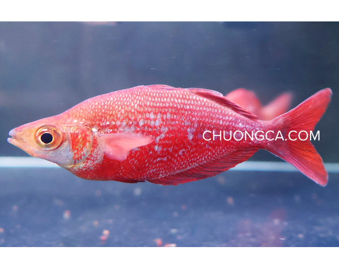 CẦU VỒNG TÁO DÀI