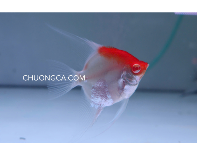 THẦN TIÊN AB KOI ĐẦU ĐỎ - M