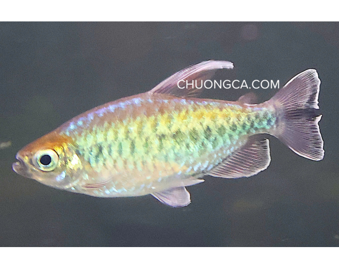CONGO TETRA