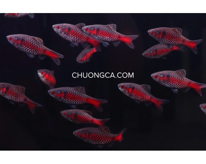 DIẾC VẢY RỒNG