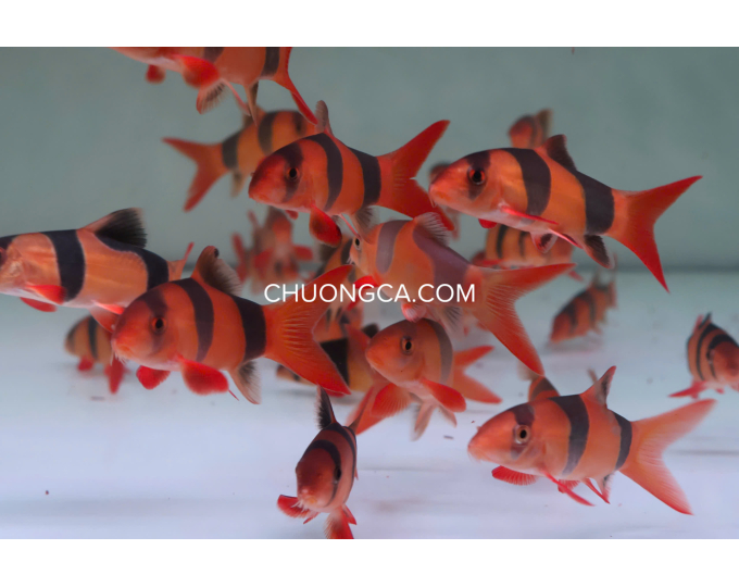 CHUỘT MỸ / CHẠCH HỀ - S