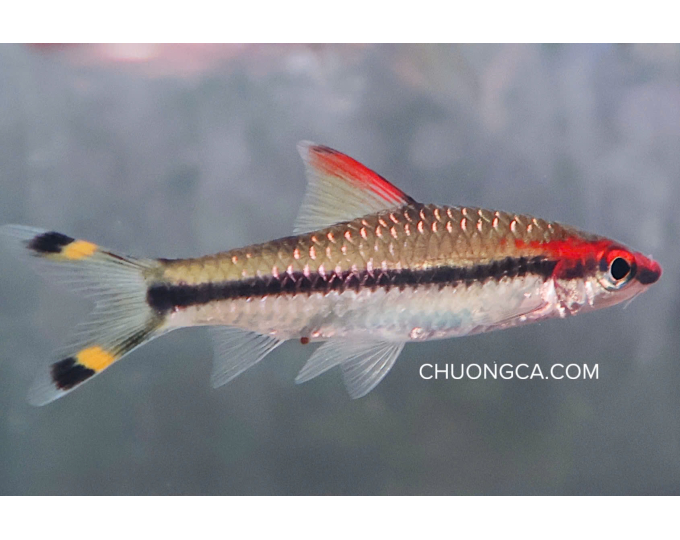 HỒNG MI ẤN ĐỘ - S