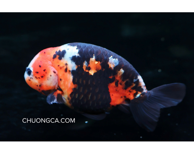 RANCHU CALICO