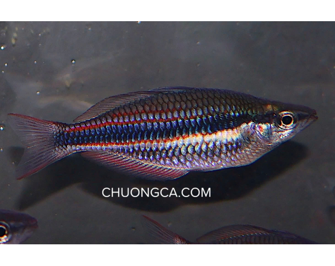 CẦU VỒNG GOYDER - S