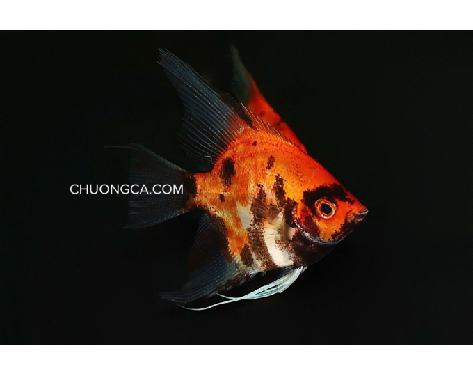 THẦN TIÊN RED DEVIL - VIP